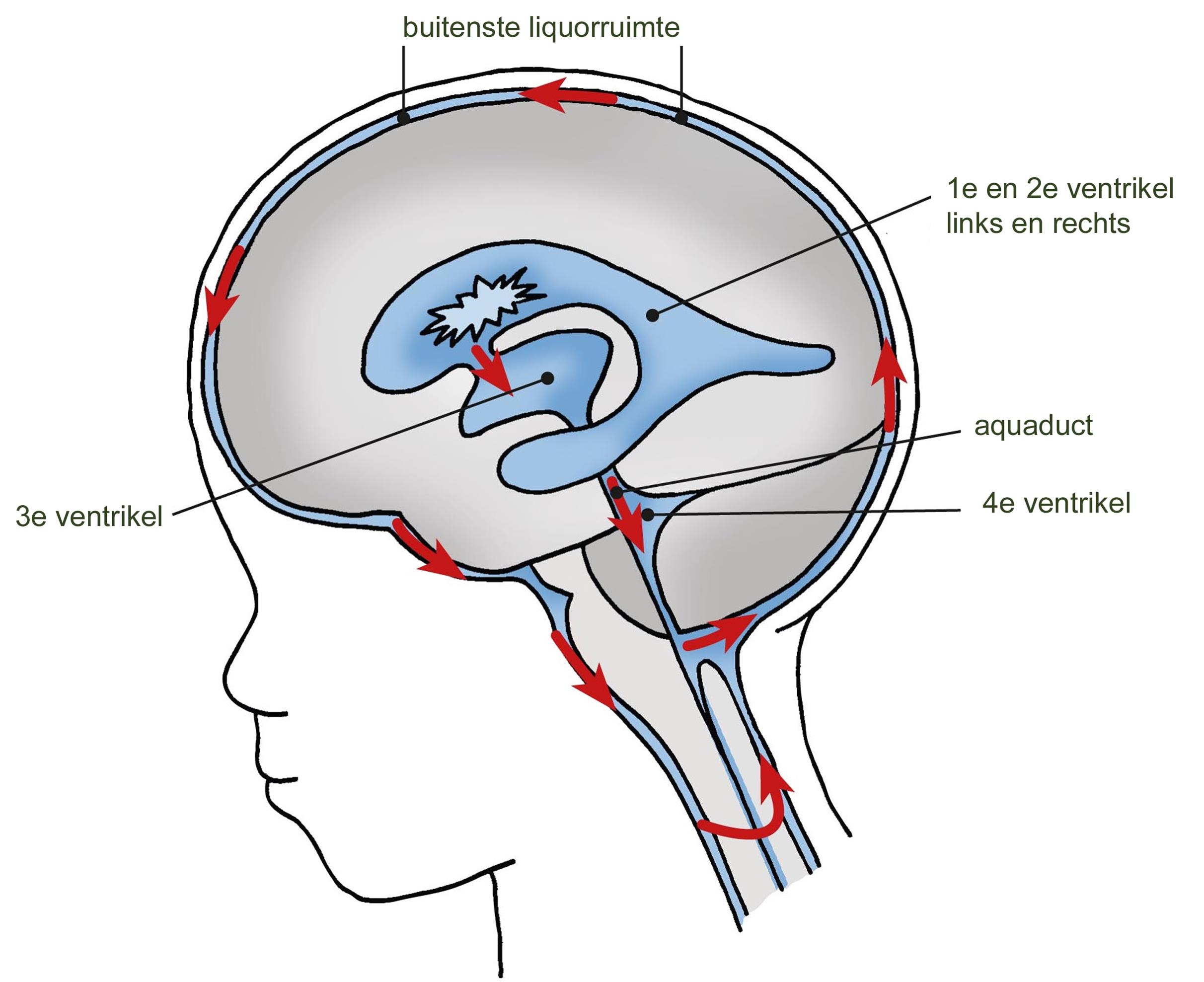 Anatomie hersenen 